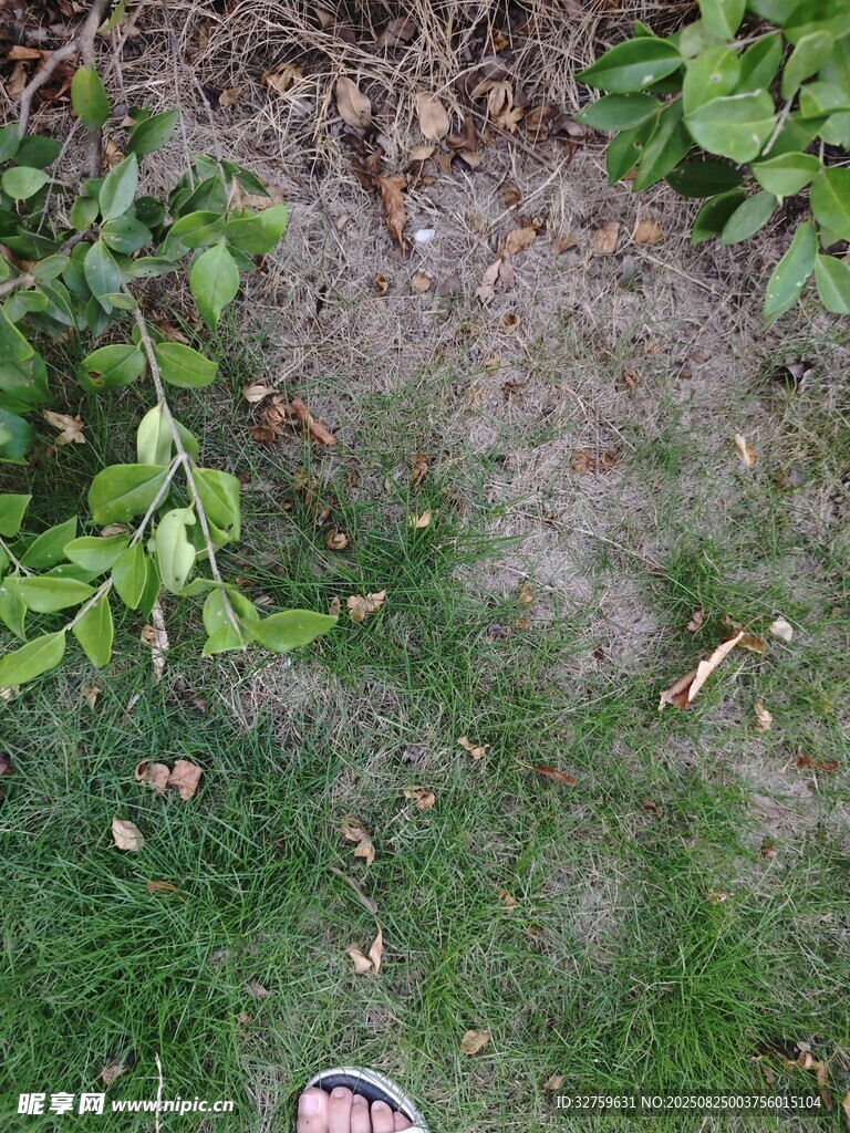 草地局部景象