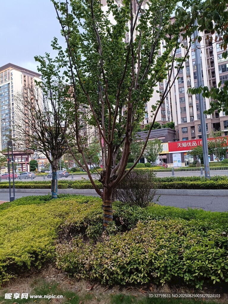 城市路边绿植景观