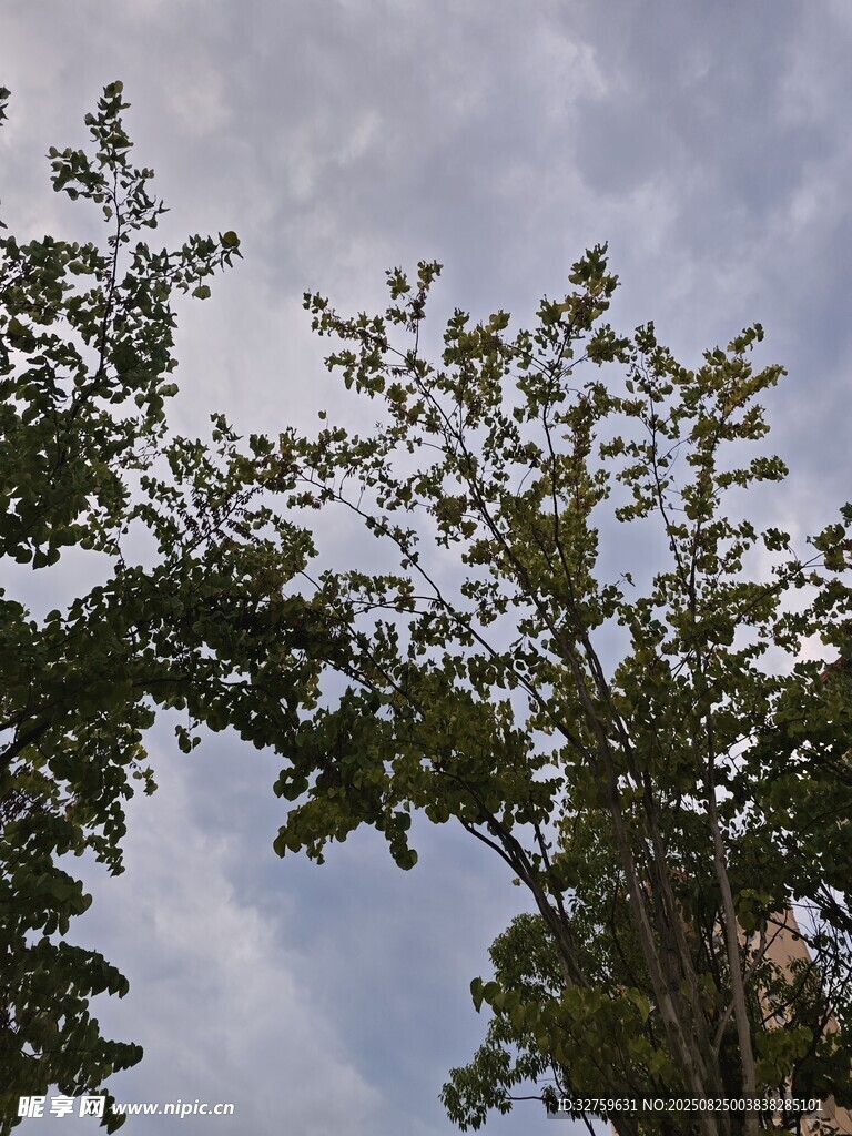树梢间的天空景色