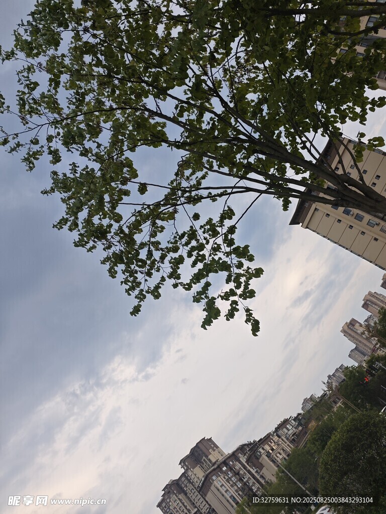 城市中枝叶繁茂的绿树