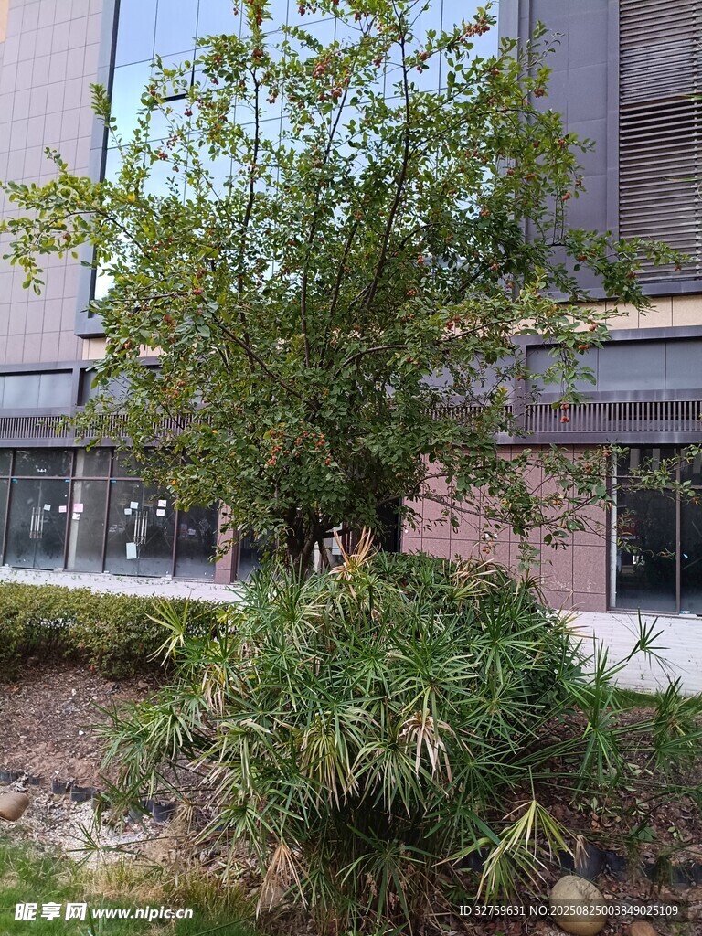 城市中葱郁的绿植景观