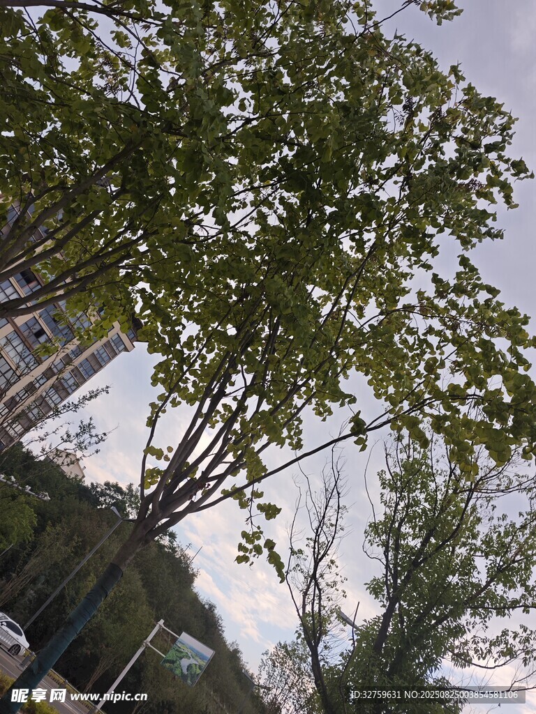 仰视视角下的繁茂绿树