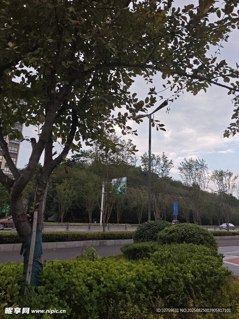 路边绿树与灌木丛景观