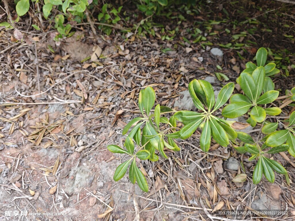 地面绿植特写