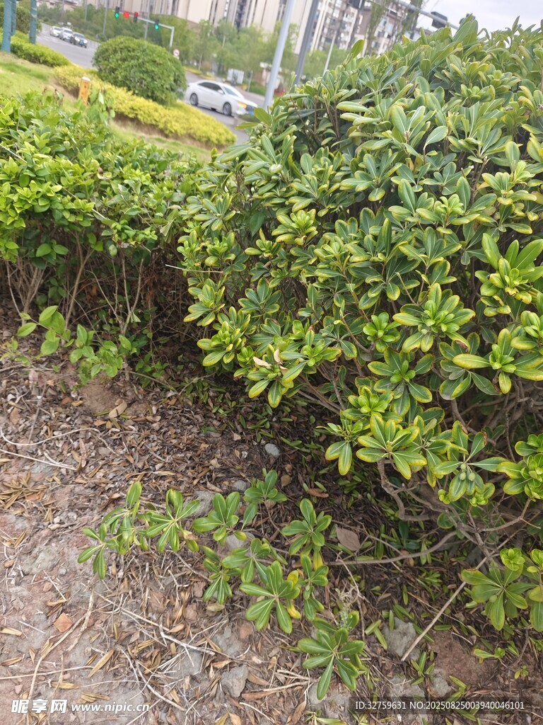 绿意盎然的灌木景观