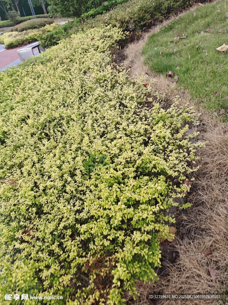 翠绿繁茂的地面植物景观