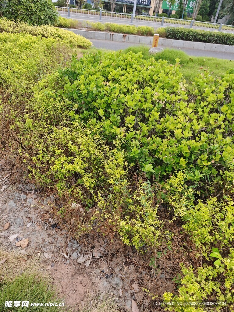 路边繁茂的绿色灌木丛