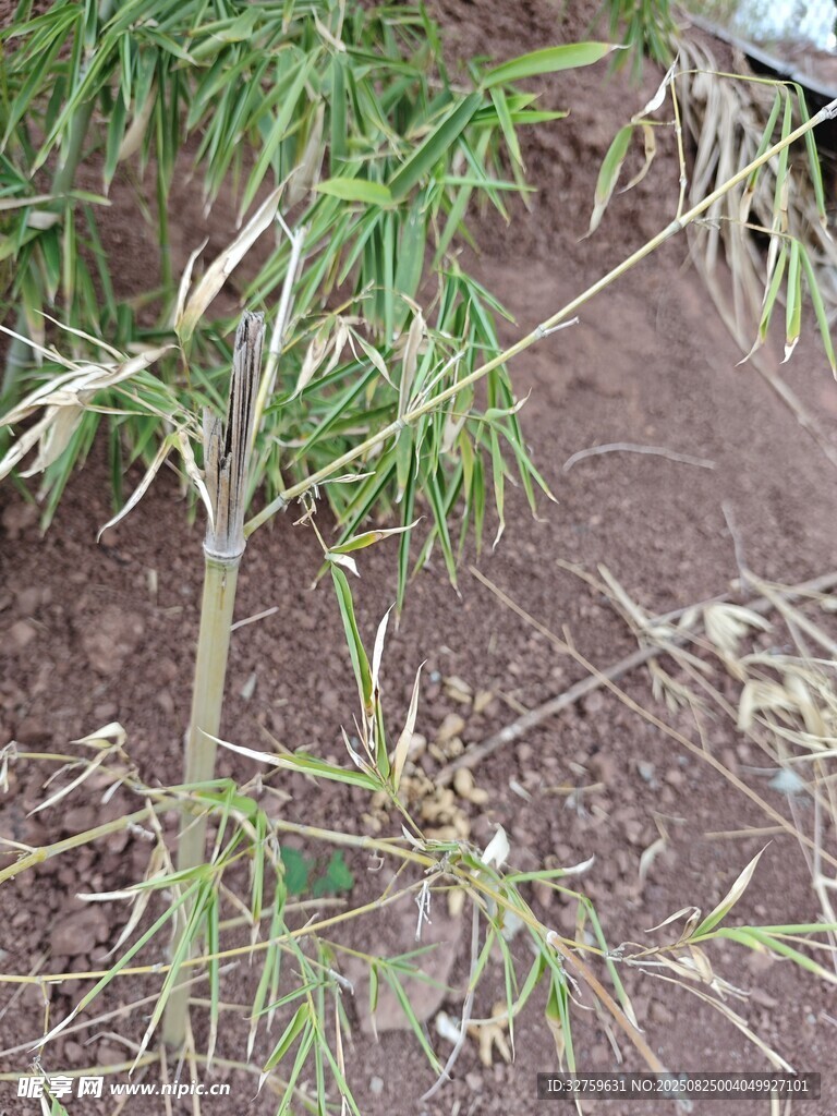 嫩绿小植物扎根泥土中