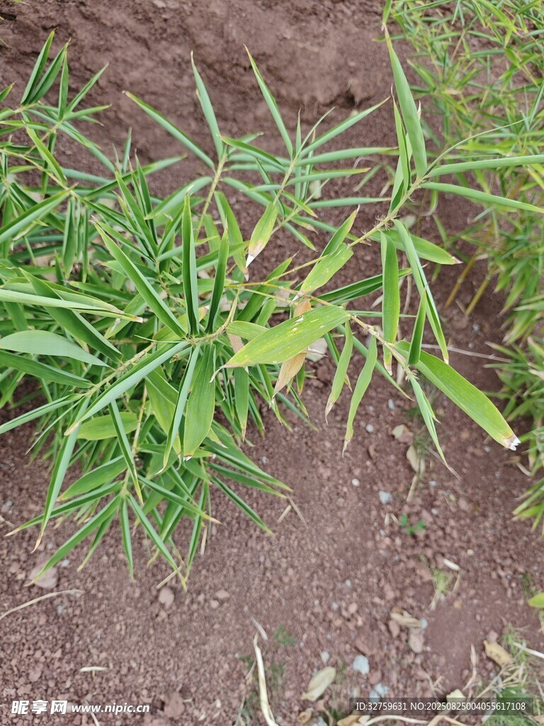 嫩绿植物破土生长