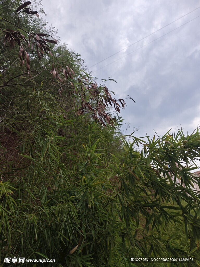 山坡绿植与多云天空