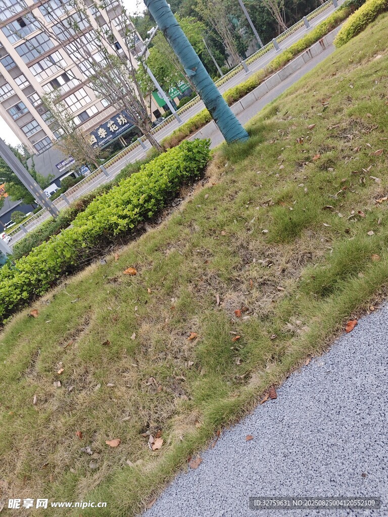 路边草地与绿植景观