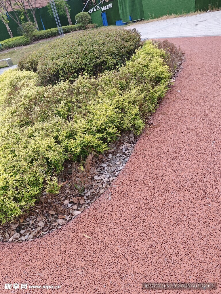 彩色透水路面旁的绿植