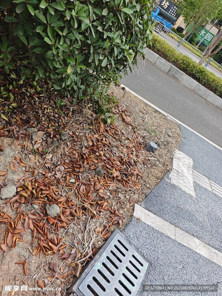 路边绿化带及排水口景象