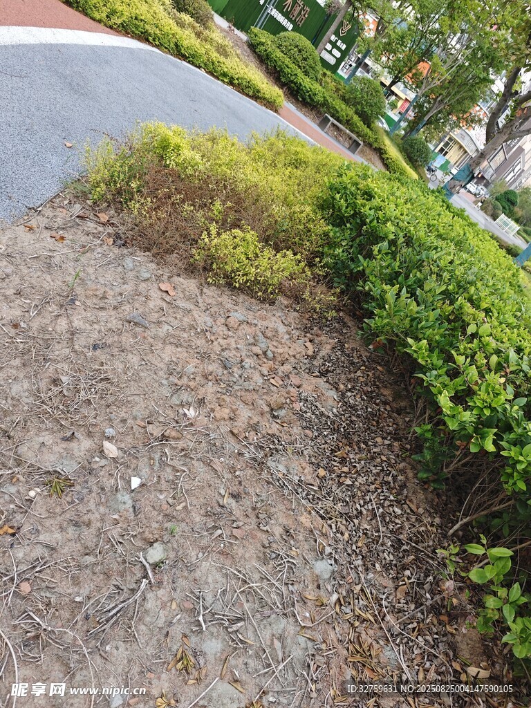 路边绿植景观