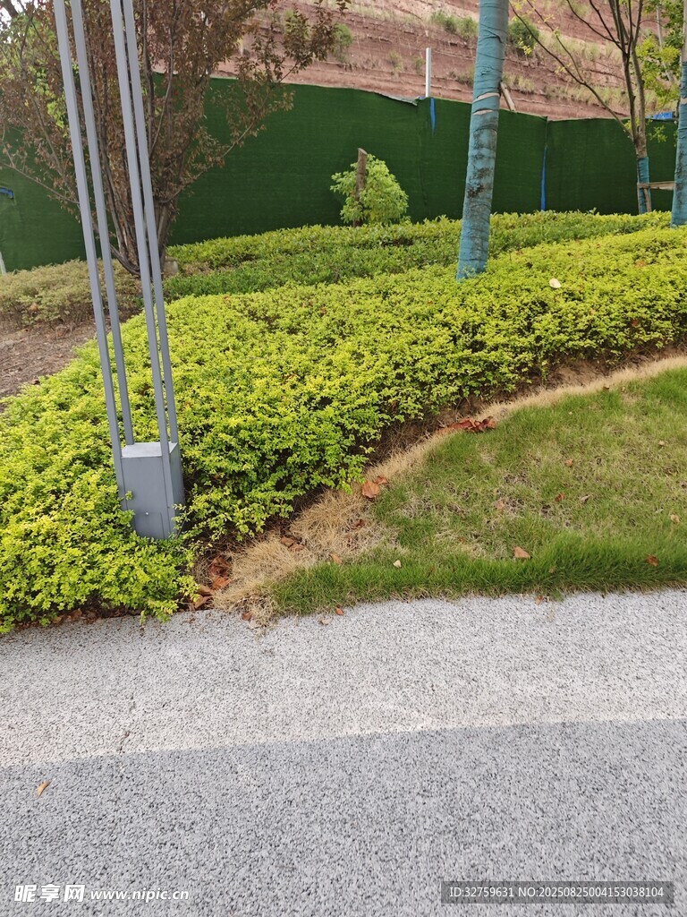 城市路边绿植景观