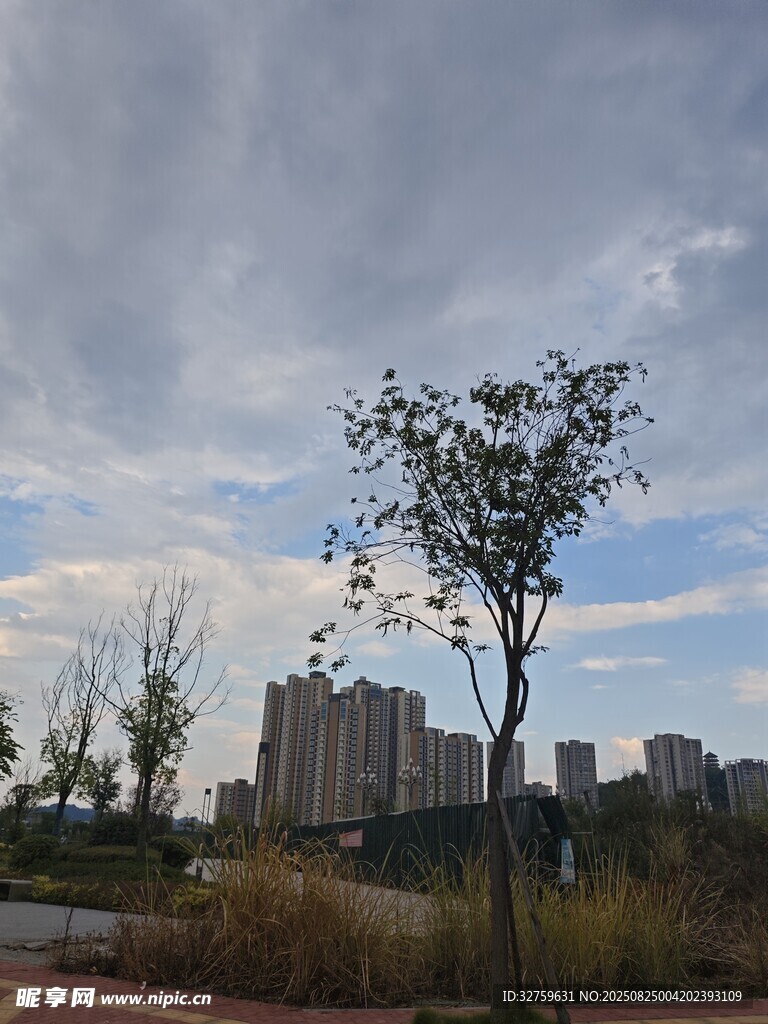 城市边的孤树与蓝天白云