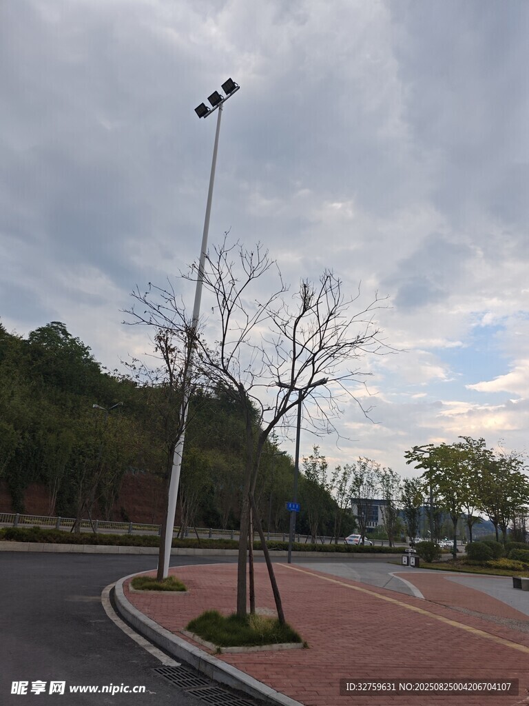 道路旁的光秃树木与路灯