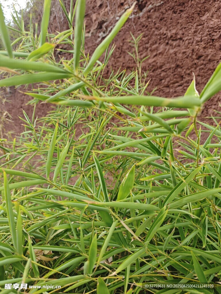 嫩绿野草生长于泥土旁