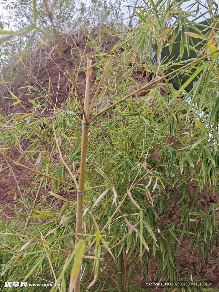 翠绿柳枝与繁茂枝叶景象