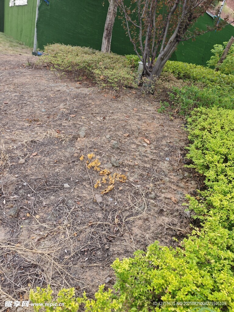 花园中裸露土地与绿植