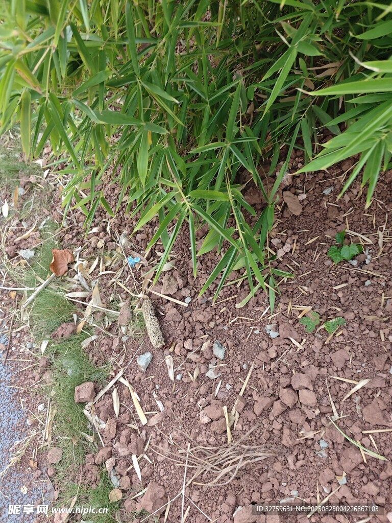地面旁的翠绿植物