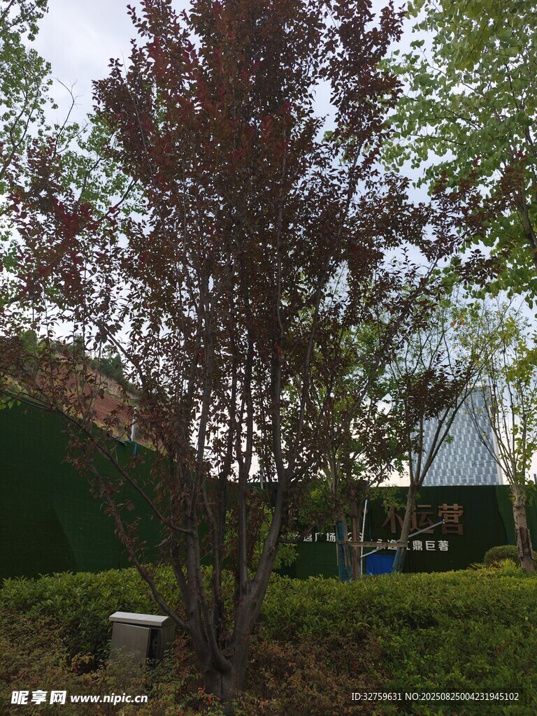 庭院中的紫叶树木景观