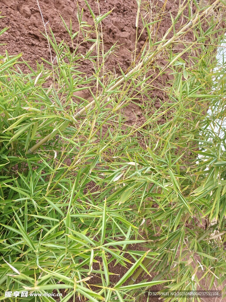 嫩绿草丛特写