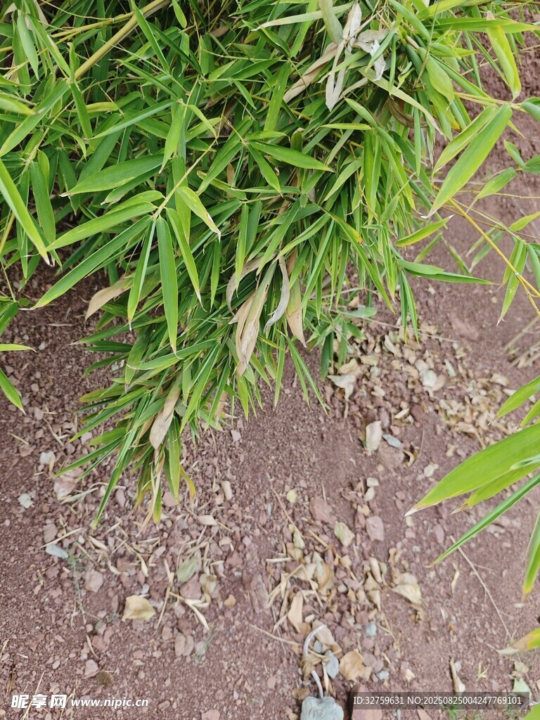 翠绿竹叶与地面泥土景象