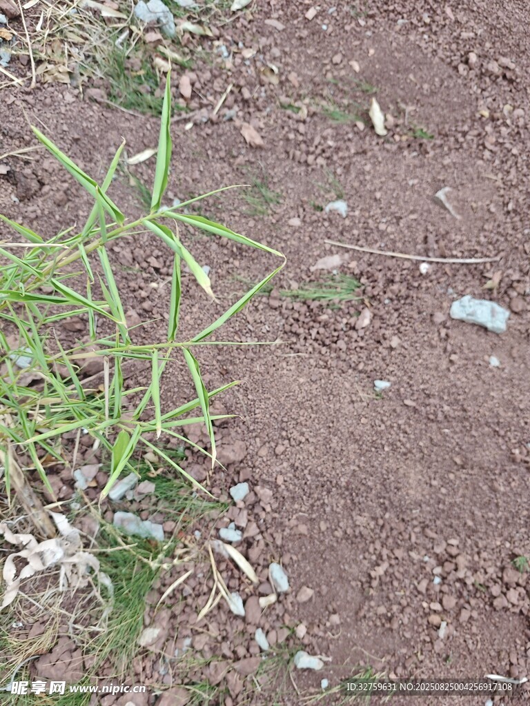 泥土上的嫩绿小草