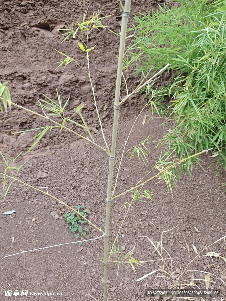 幼嫩树苗扎根于泥土中