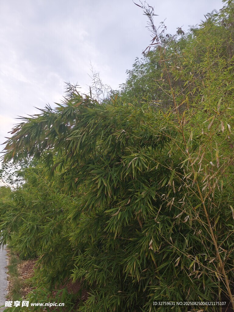 路边茂密竹林景观