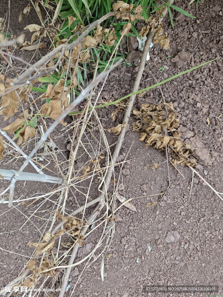 干枯植物特写