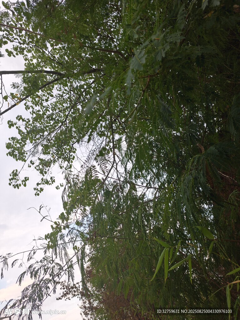 繁茂绿植 
