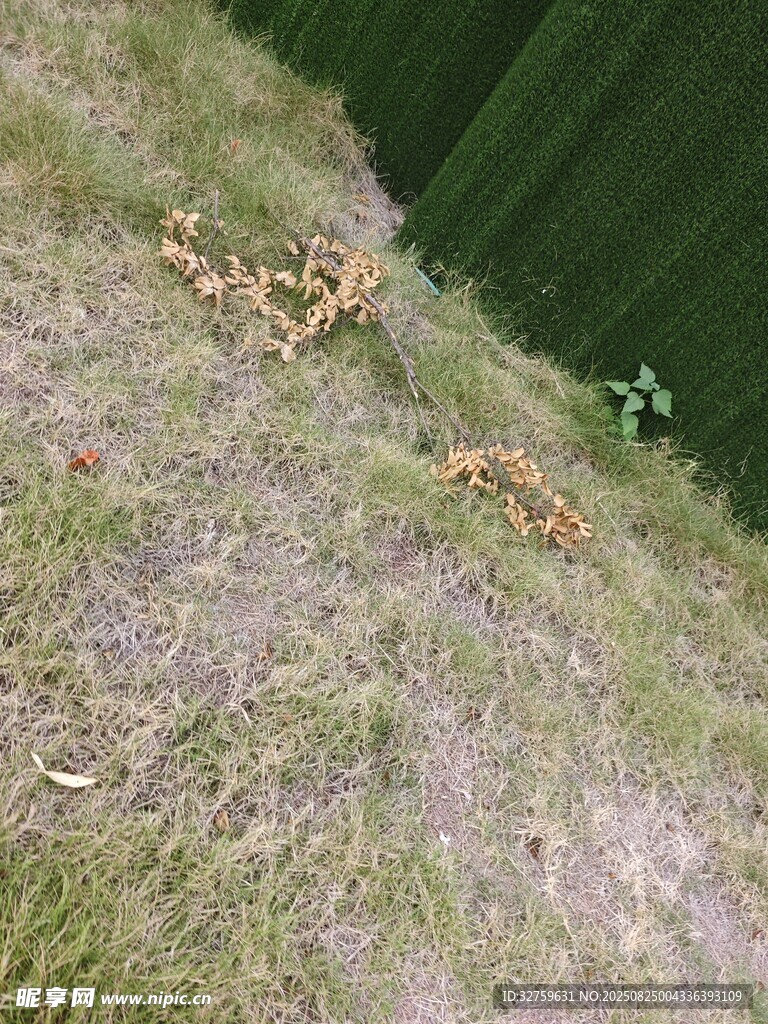 地面上的枯黄落叶