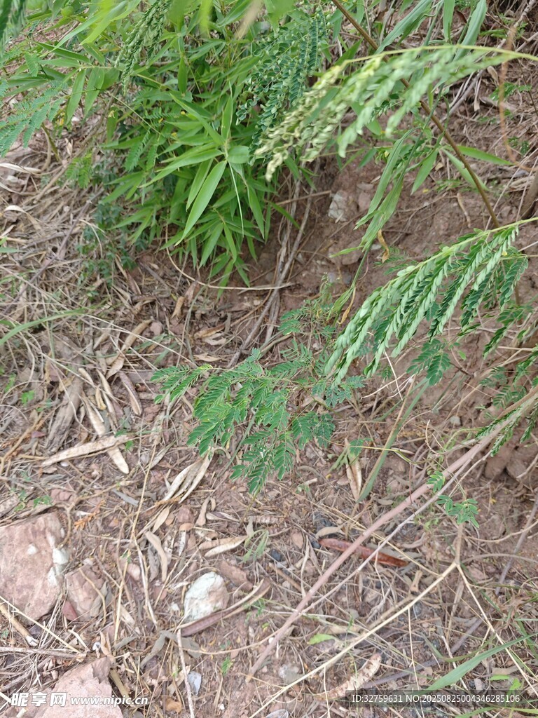 地面上的嫩绿植物