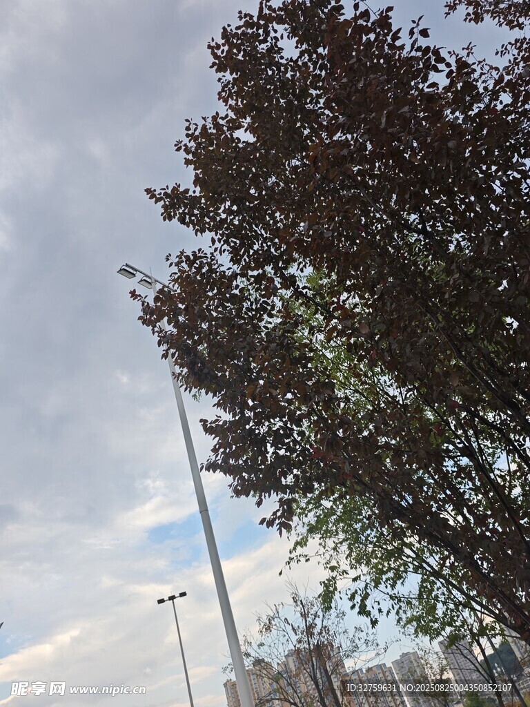 天空下的树木与远处建筑