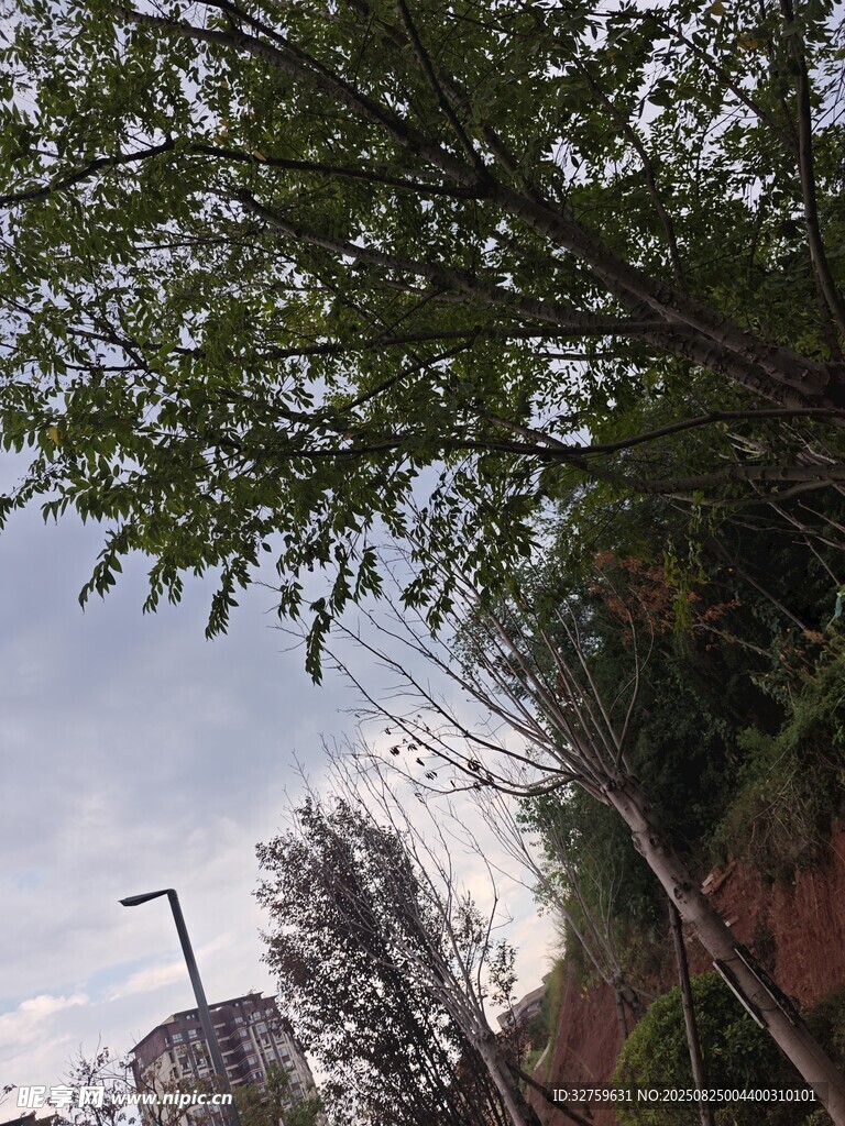 绿树掩映下的建筑景观