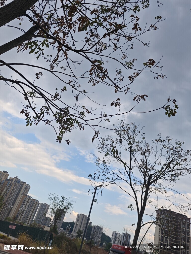 城市树梢间的天际风景