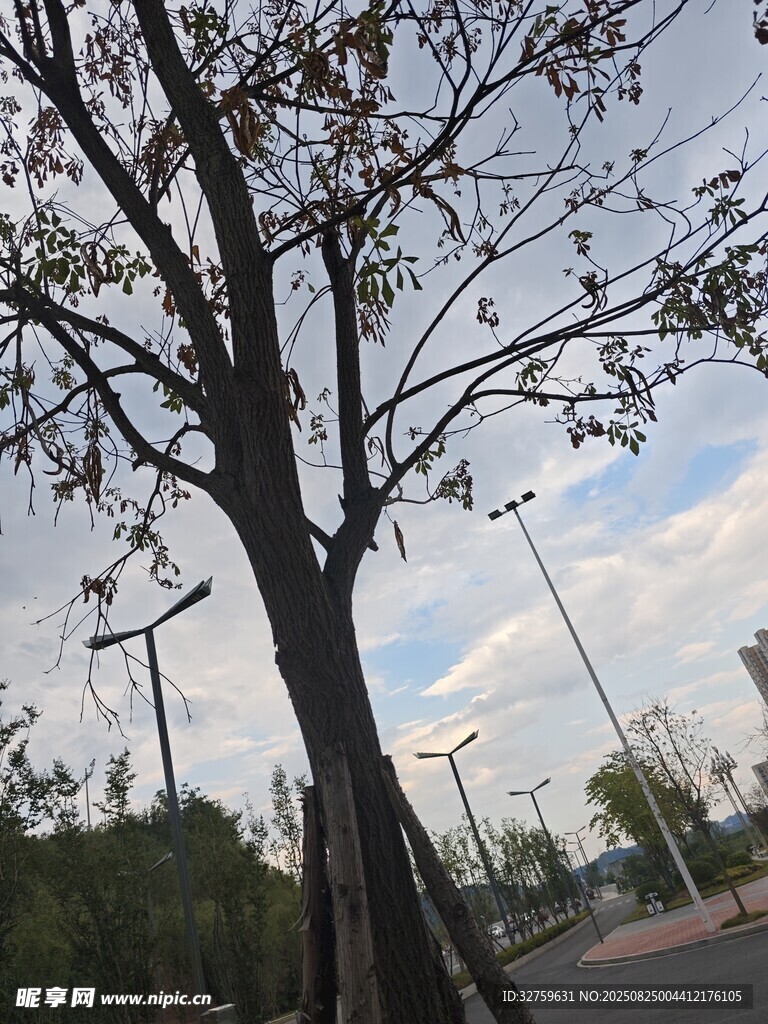 路边光秃树木与天空景象