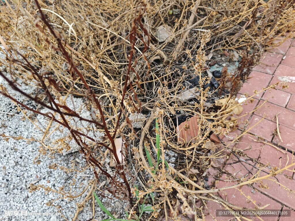 枯黄杂草与红砖地面景象