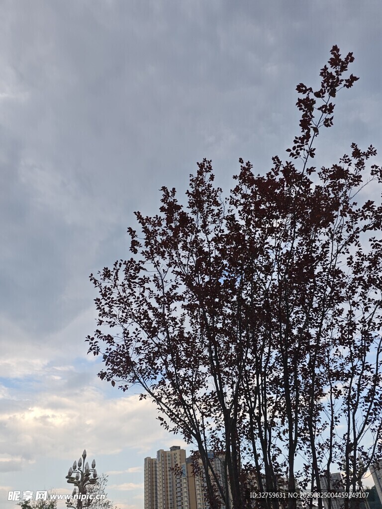 天空下的红叶树木