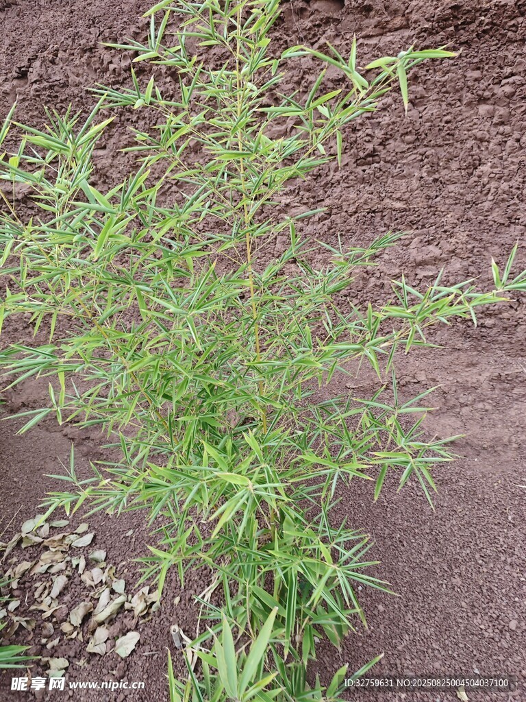 野外生长的绿色小植株