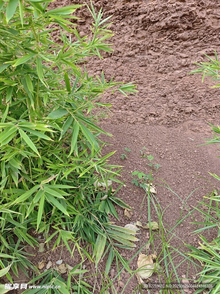 泥土旁的绿色植物