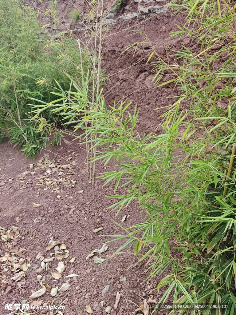 田野边的绿色植物