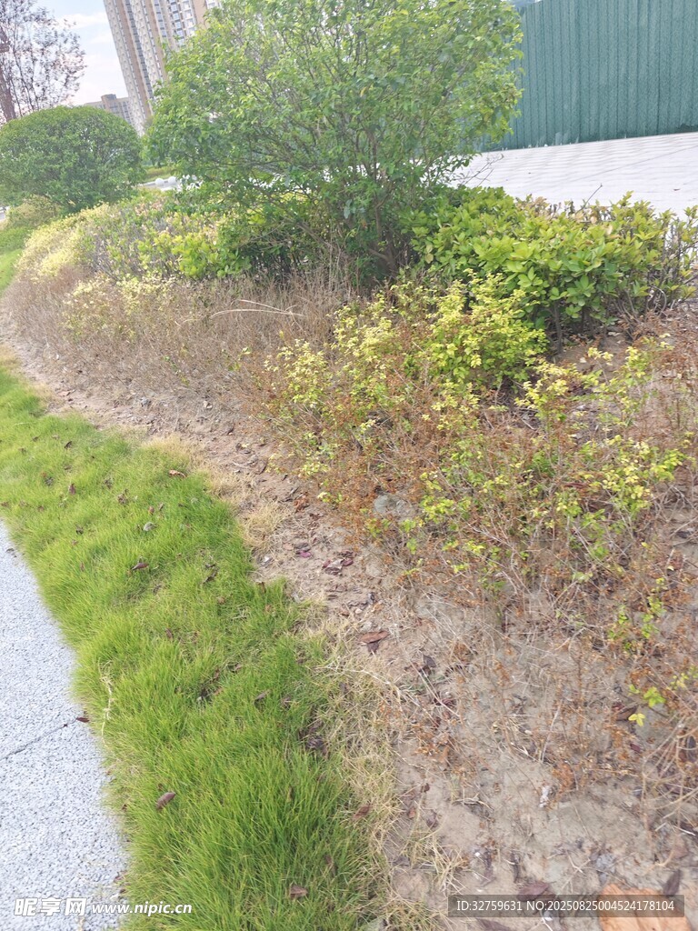 路边绿植景观