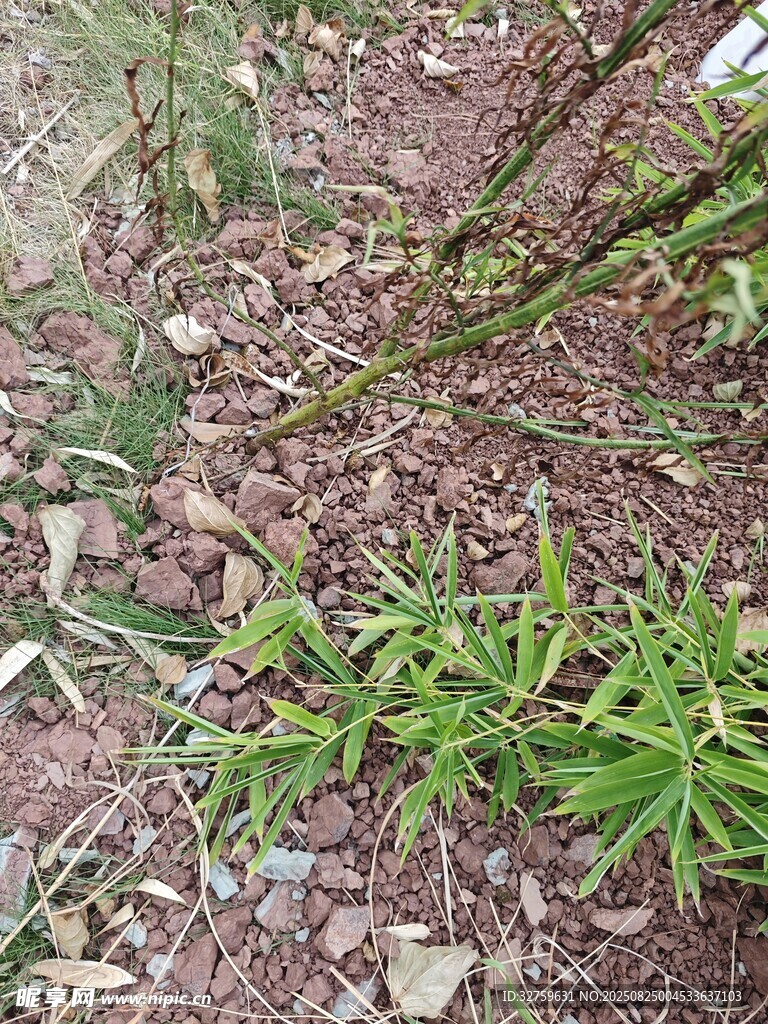 地面嫩绿小草与枯叶