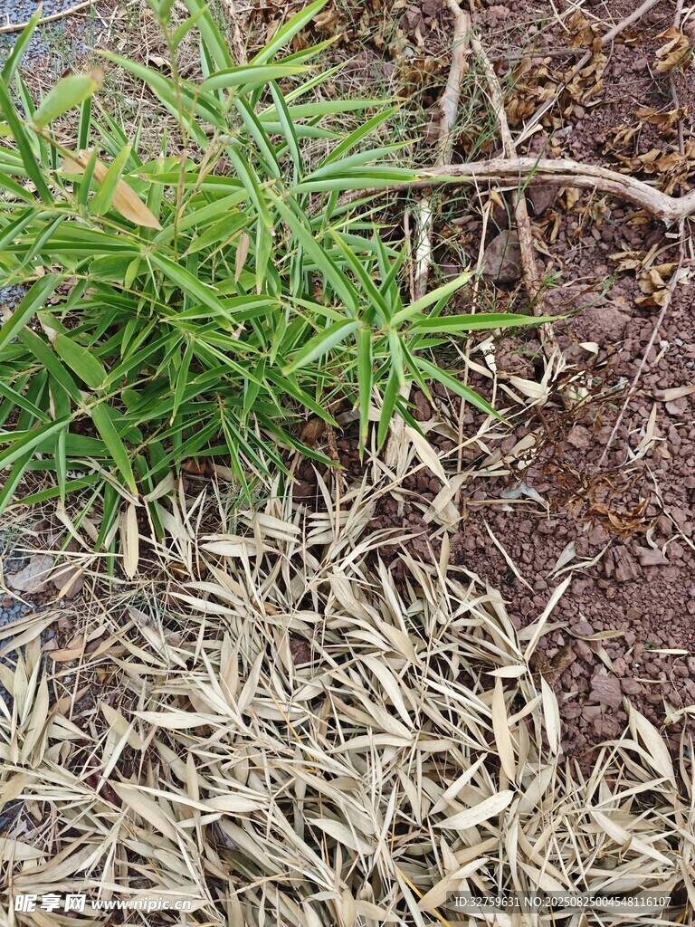 地面上的绿植与干枯植物
