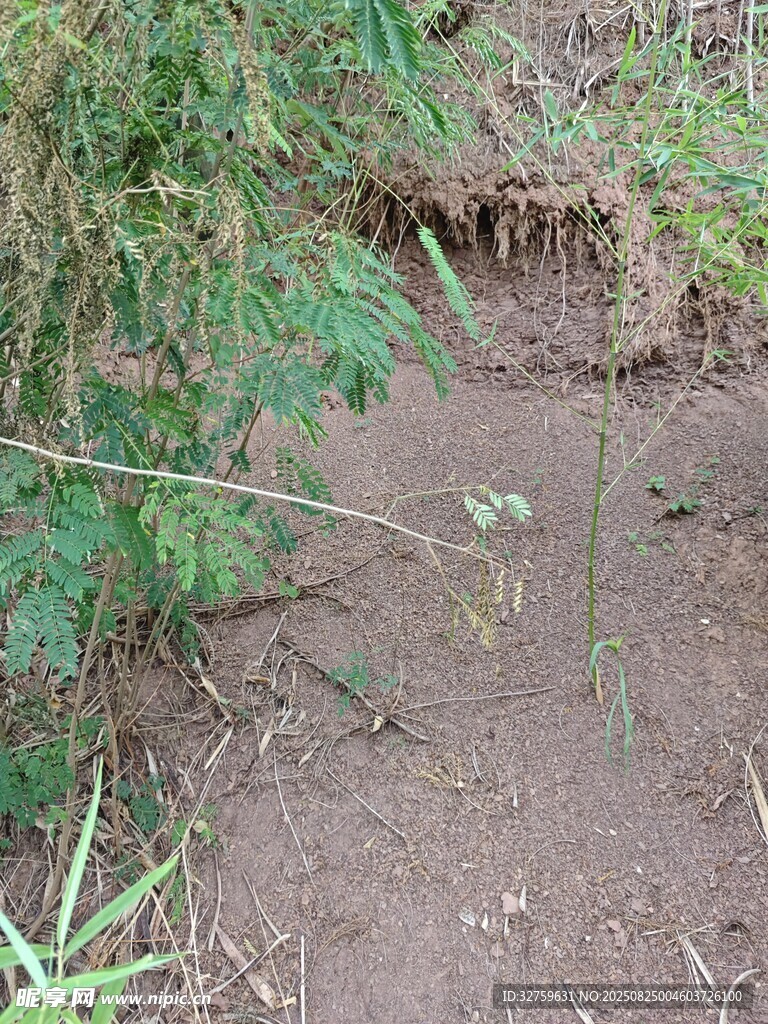 野外绿植与泥土场景