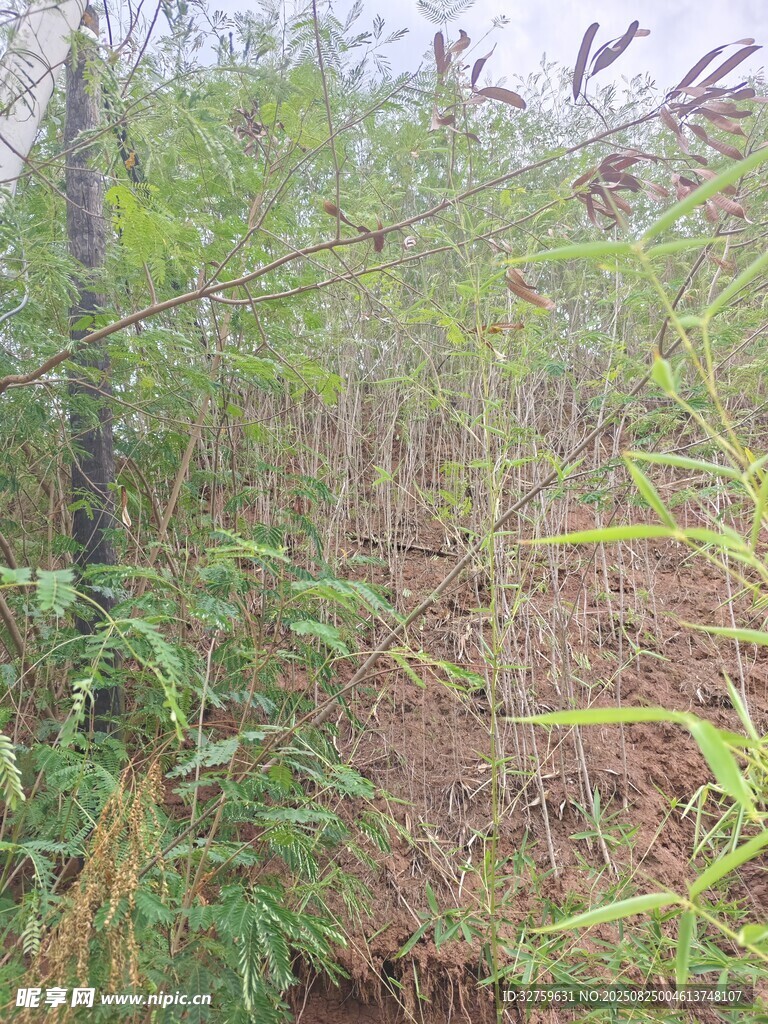 茂密丛林中的多样植物