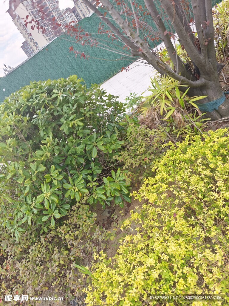 春日绿植景观